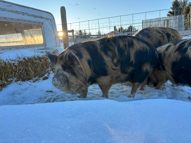 Kunekune pigs in Livestock in Saskatoon - Image 3