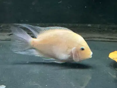 Albino Convict Cichlid, View more