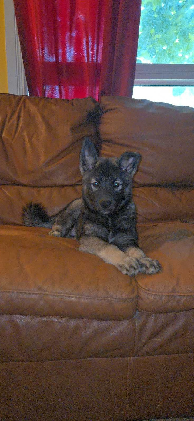 Only 1 left Gorgeous Norwegian Elkhound Puppy in Dogs & Puppies for Rehoming in North Bay - Image 3