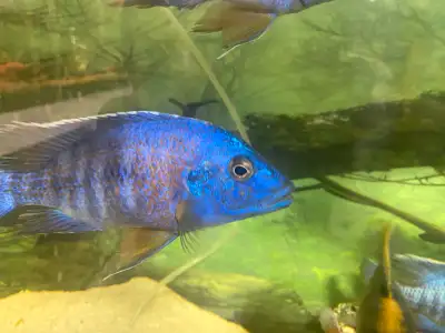 Male Cichlids for sale, View more