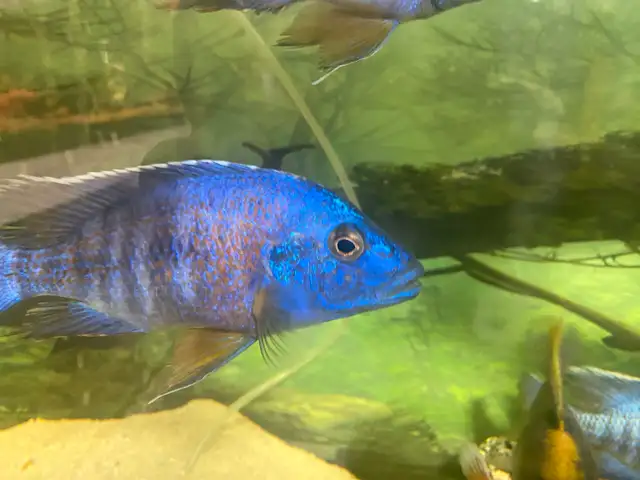 Male Cichlids for sale in Fish for Rehoming in Kingston - Image 2