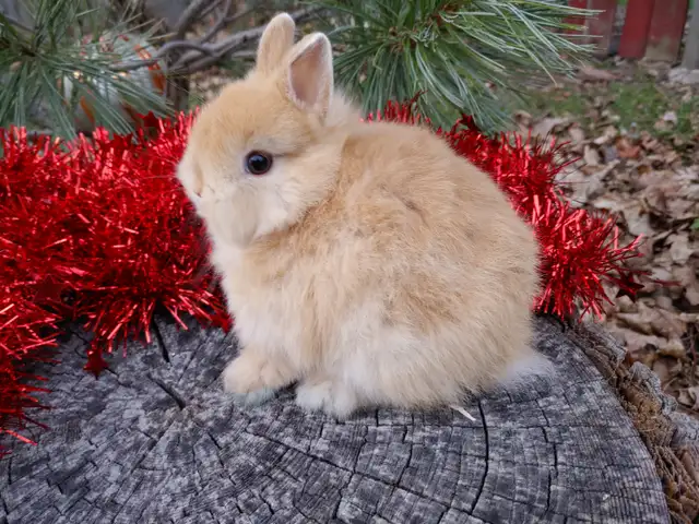 EXTRAORDINARY Netherland dwarf, mini rex, lionhead, Holland lops in Small Animals for Rehoming in Ottawa - Image 6