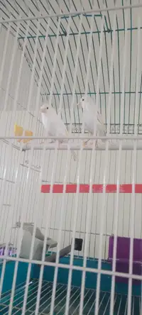 Canary male and female 