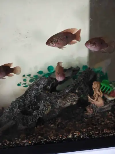 Jewel cichlids and African cichlid for sale, View more