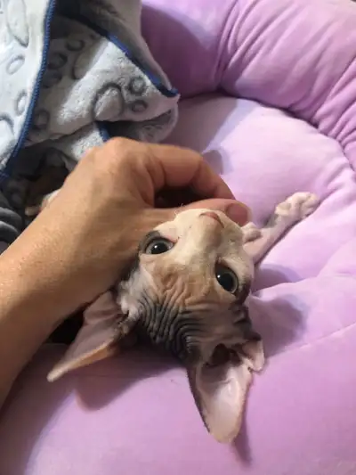 8 week old female Sphynx - gorgeous rare calico kitten, View more