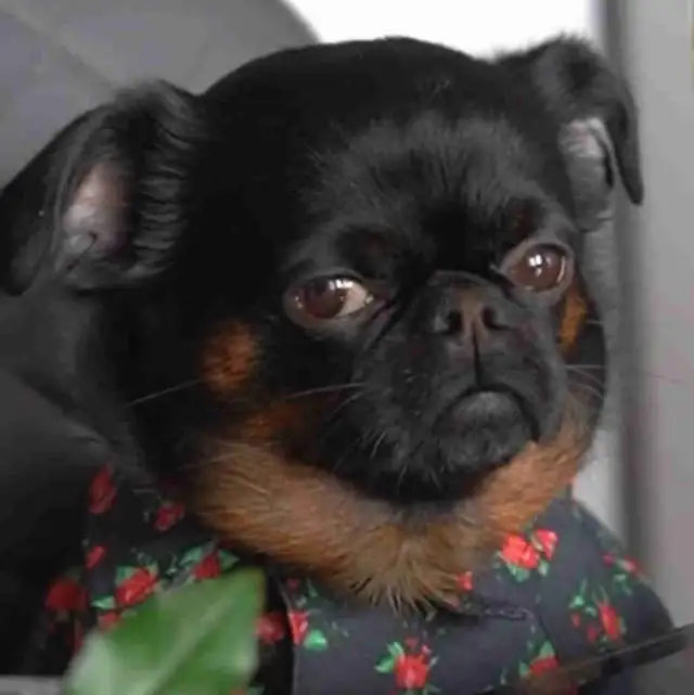 looking for hangout 65723763527553120