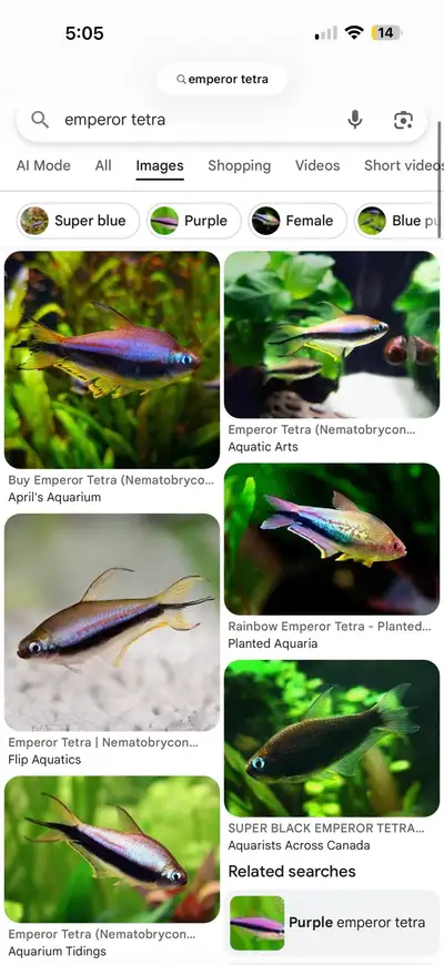 emperor tetra , View more