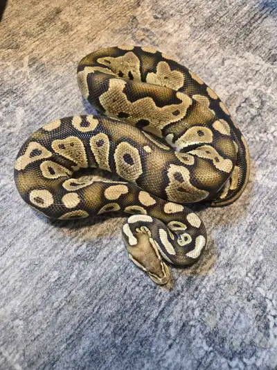 Female Pastel Chocolate 100% Het Orange Ghost. Proven breeder, made some neat stuff last time I bred...