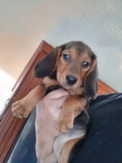 Black and tan beagle puppies ready to go to there new homes., View more