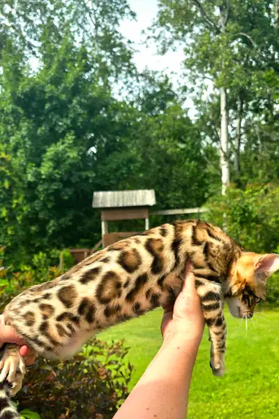 chaton bengal spotted pure rare tica, View more