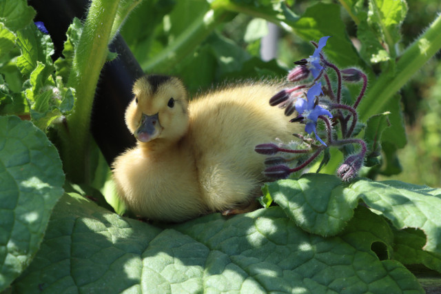 Duck hatching eggs in Other in Comox / Courtenay / Cumberland - Image 2