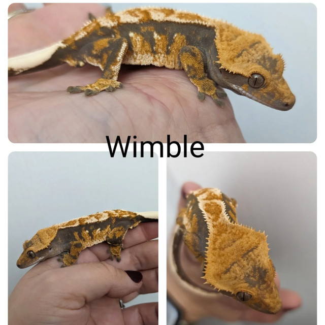 Crested geckos in Reptiles & Amphibians for Rehoming in Stratford - Image 3
