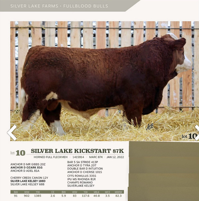 2 yr old  Fullblood Bull Non-diluter in Livestock in Portage la Prairie - Image 2