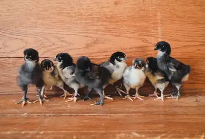 Group of 9 Chicks - Hatched March 15th, View more