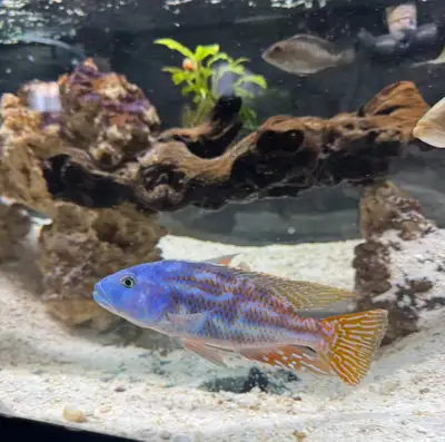 Nimbochromis Fuscotaeniatus fry - German Gaus line, View more