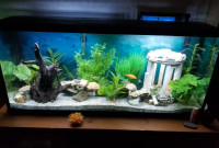 Aquariums & Collection