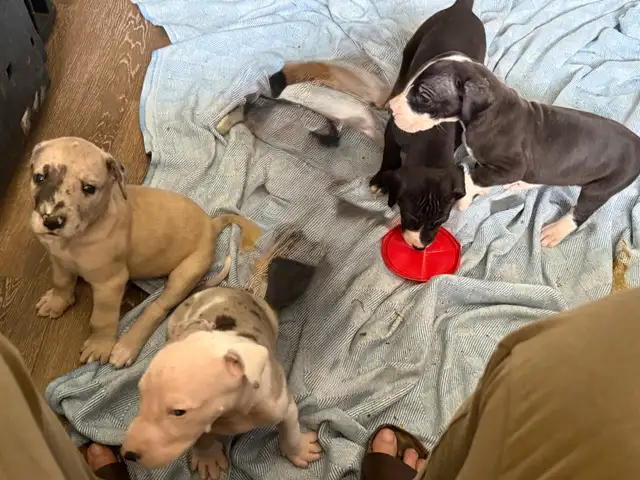 LITTLE giants Great Danes in Dogs & Puppies for Rehoming in Markham / York Region - Image 7