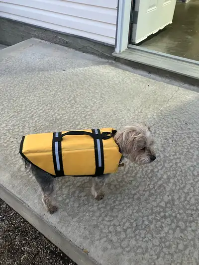 life jacket for a dog, View more
