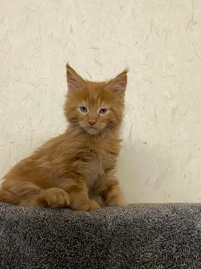 Chaton Maine Coon pure race enregistrer vacciner vermifuger et garantie 3ans pour maladie congenital...