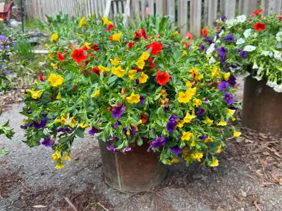 *** Fantasy Floral Potted Flowers. $30 no tax***, View more