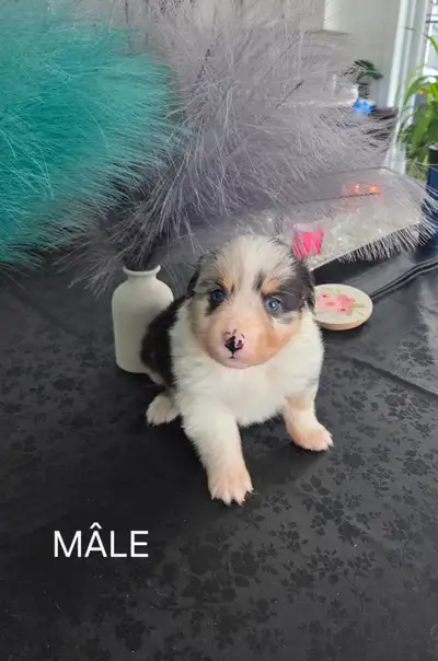 Berger australien à vendre, View more