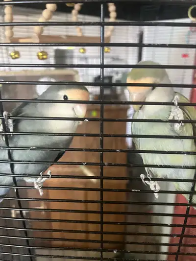 Inséparables / Love Birds, View more