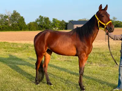Standardbred Mare for sale, View more