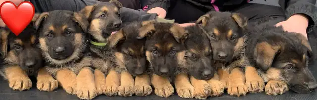 German Shepard puppies in Dogs & Puppies for Rehoming in Portage la Prairie - Image 11