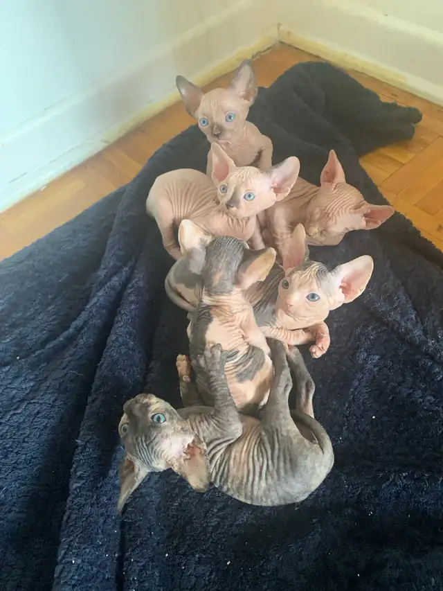 Sphinx Kittens for Adoption in Cats & Kittens for Rehoming in City of Montréal - Image 10