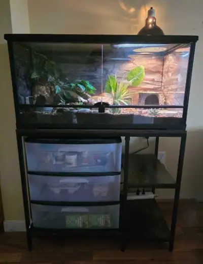 Leopard Gecko and terrarium/accessories, View more