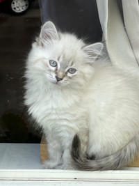 1 female Rag doll kitten left and  ready for rehoming 