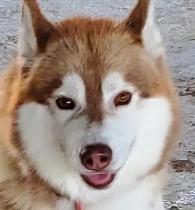 Registered Siberian Huskies in Dogs & Puppies for Rehoming in Hamilton - Image 7