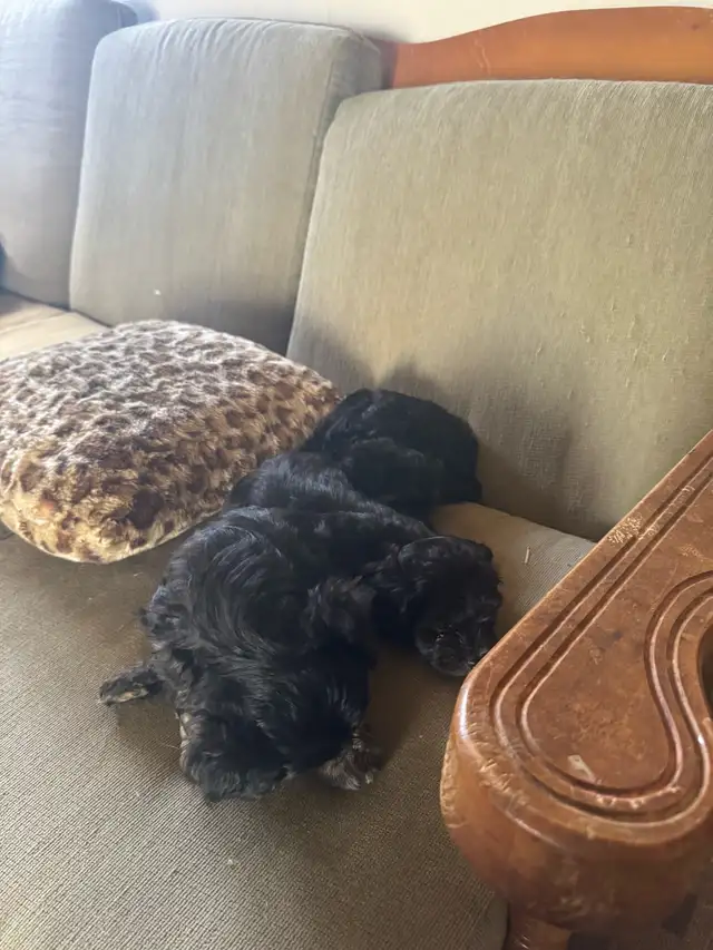 Miniature Shihpoo puppies in Dogs & Puppies for Rehoming in Ottawa - Image 5