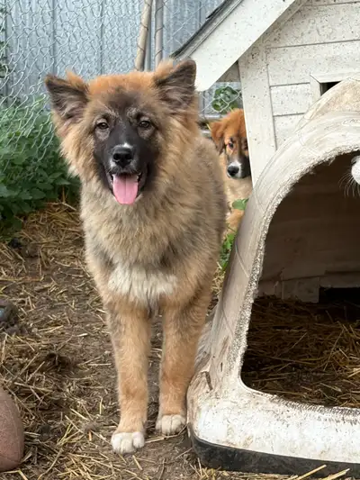 Maremma x Puppies and Texas Heelers, View more