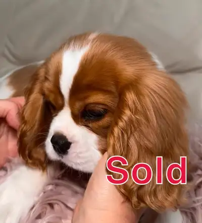 Girl Cavalier King Charles Spaniel, European registration, View more