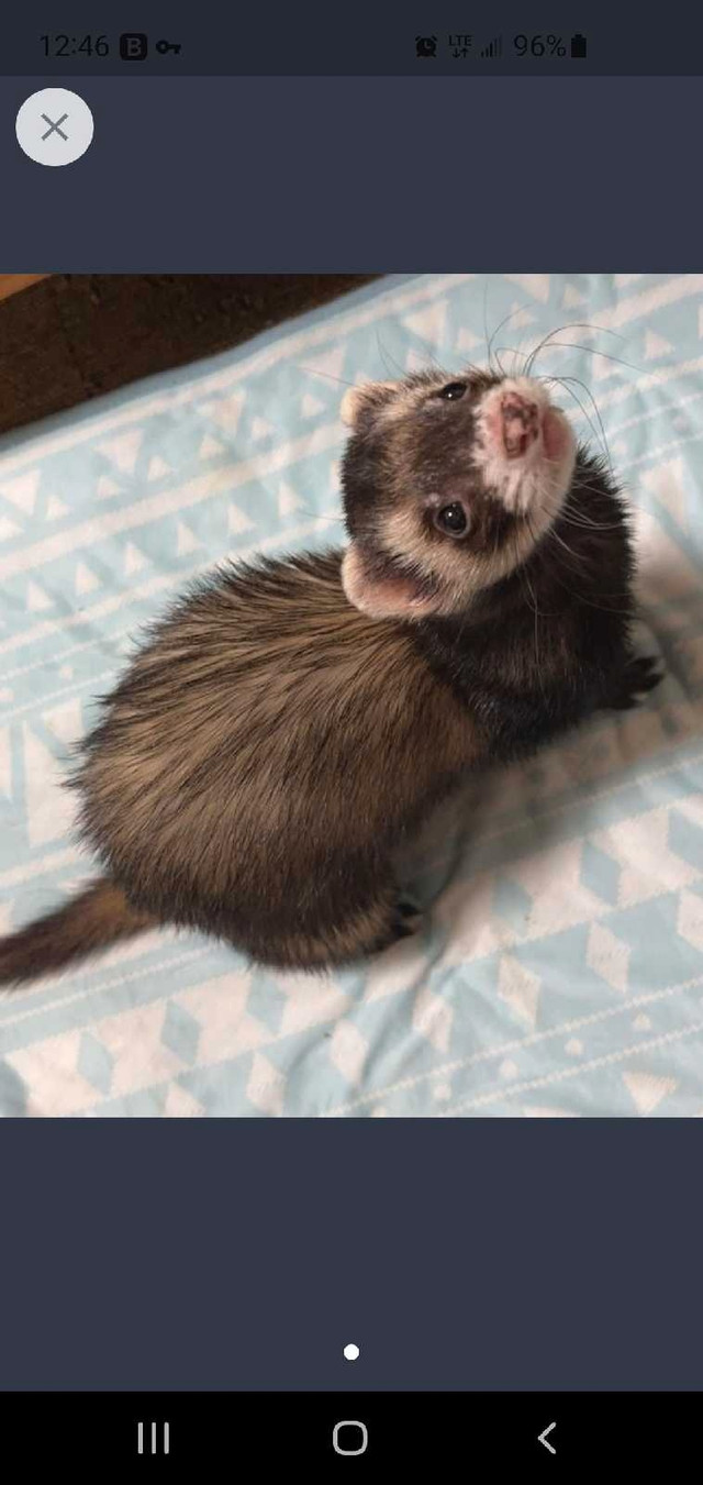 Looking to adopt  an older ferret in Other Pets for Rehoming in Oshawa / Durham Region