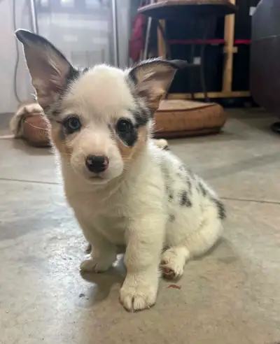 Stunning Corgi puppies, View more