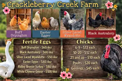 Spring chicks are here and we’ll be hatching all season long. We are happy to offer purebred heritag...