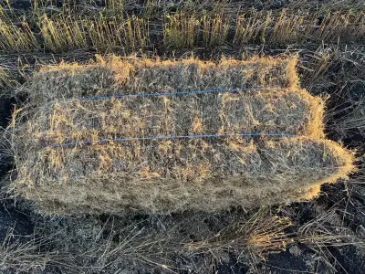 Flax straw bales for sale. Round and small square available Can deliver. 38” X 18” X 15”