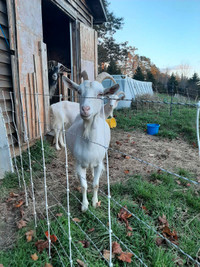 Two Saanen goats to rehome