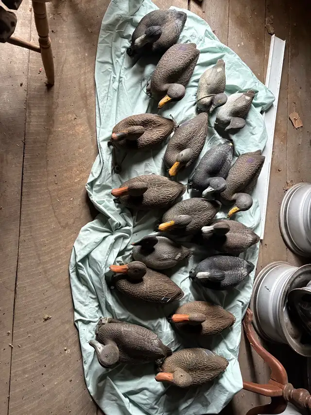 Duck Decoys in Fishing, Camping & Outdoors in Hamilton - Image 3
