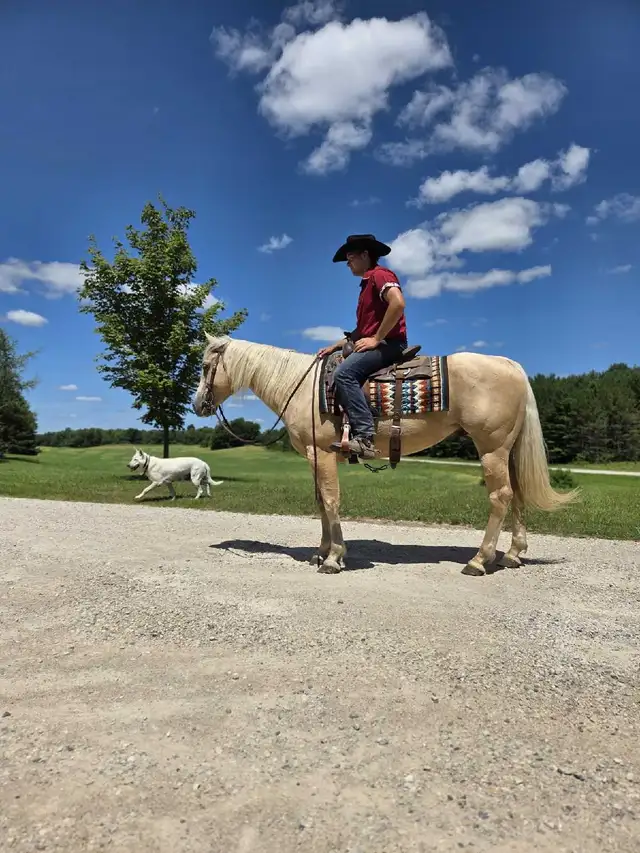 Broke Horses For Sale in Horses & Ponies for Rehoming in Owen Sound - Image 9