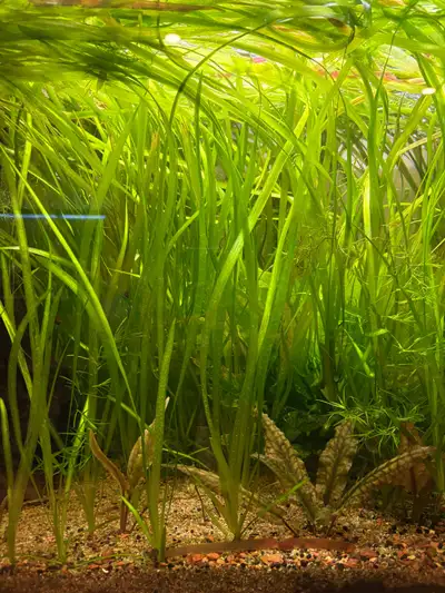 Val aquarium plant, View more