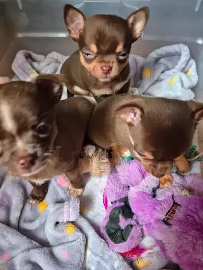 Trois petits males chihuahua seront prets la semaine du 24 mars ils seront vaccinnés et vermifugés e...