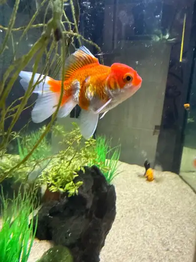 gold fish, loach, mollys , View more