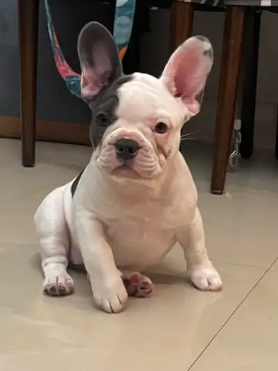 Petite femelle Blue Pied!, View more