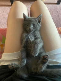 cuddly purebred russian blue kittens ready for a loving home