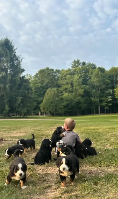 Hazel just welcomed her first litter of purebred Bernese Mountain Dog puppies on May 5. There are 11...