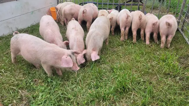 Heritage breed naturally raised piglets in Livestock in Owen Sound - Image 4
