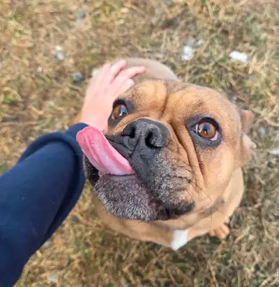 Chienne Bouledogue Française, View more